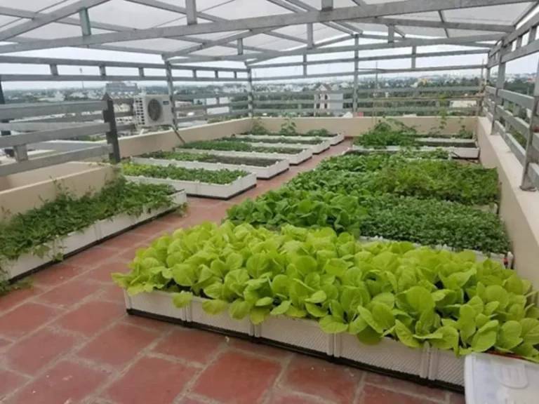 Giải pháp cải thiện điều kiện trồng rau dưới mái tôn