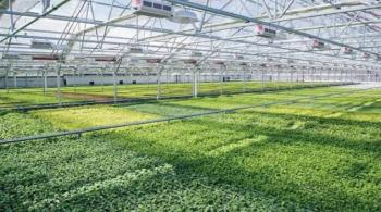 Tấm Nhựa Poly Trong Suốt Có Bền Không? Câu Trả Lời Của Chuyên Gia Kỹ Thuật Nhựa