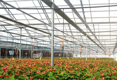 Tấm lấy sáng 11 sóng Tấm lấy sáng 11 sóng