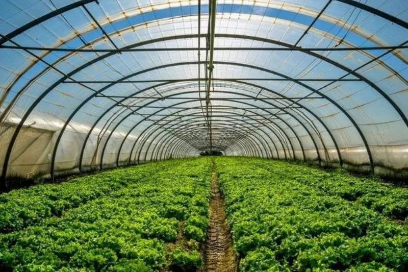 Lợi ích kinh tế khi sử dụng tấm tôn sáng trong nông nghiệp