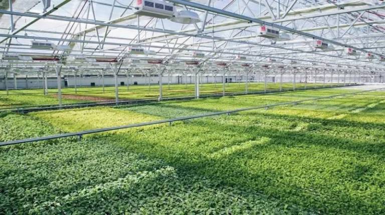 Công trình nông nghiệp: Nhà kính, khu vực trồng trọt